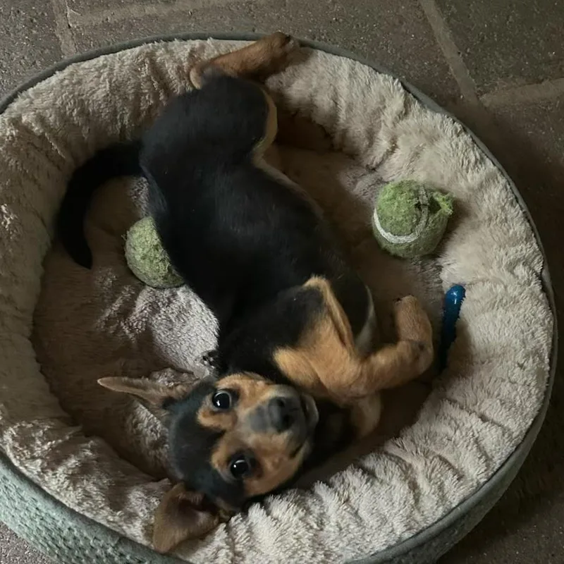 A baby small-sized female Chihuahua dog named Elle for adoption in Danville, VT