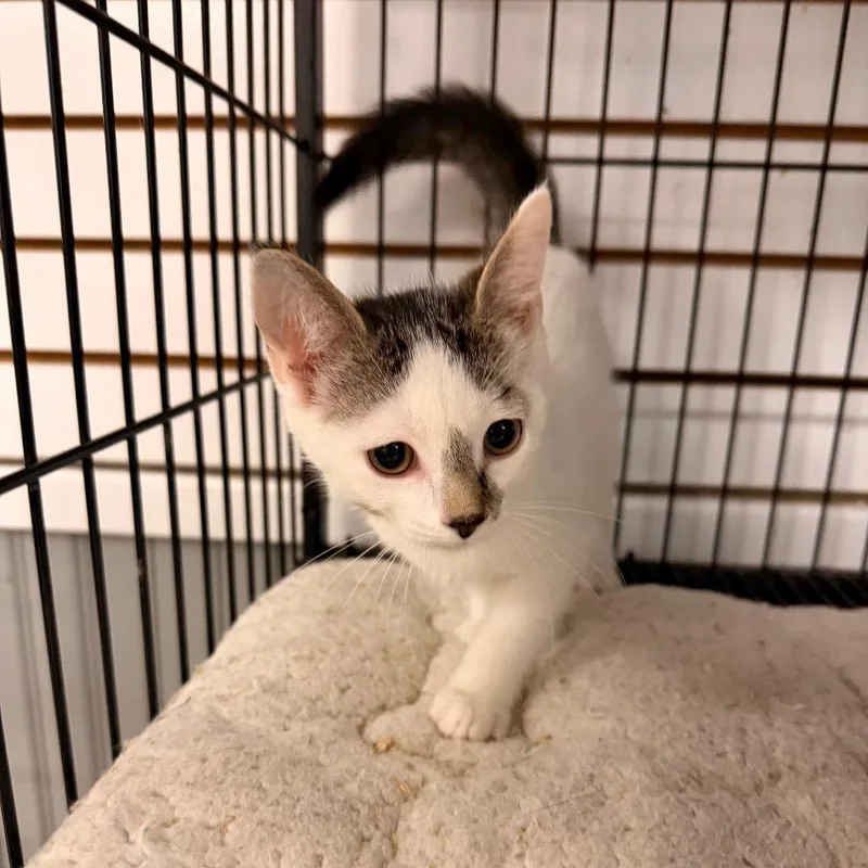 A baby small-sized female White Domestic Short Hair cat named Lorelai for adoption in Pawling, NY