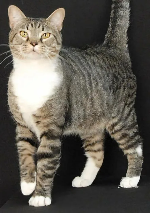 An adult large-sized male Tabby (Tiger Striped) Tabby cat named Arlo for adoption in Newland, NC