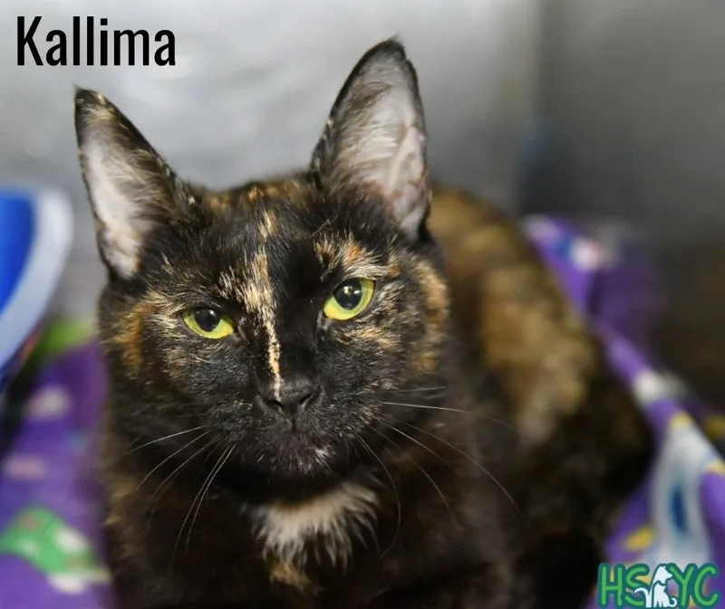 A young medium-sized female Domestic Short Hair cat named Kallima for adoption in Fort Mill, SC