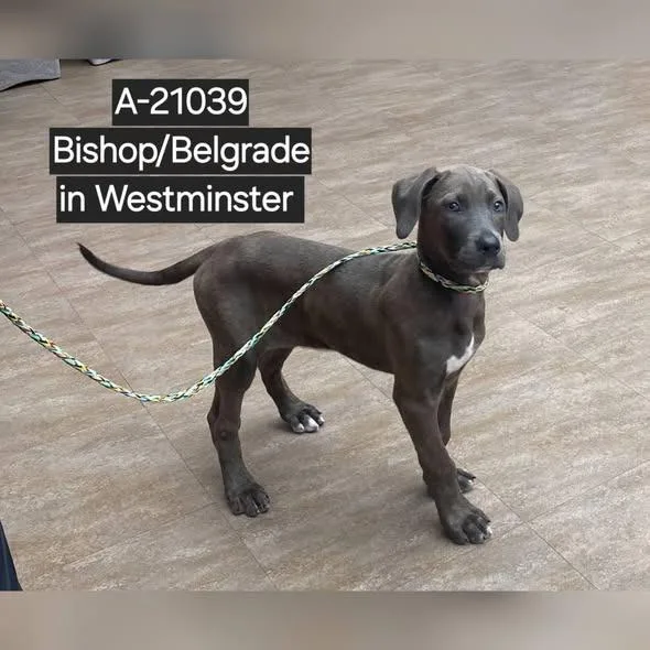 A baby small-sized female Brindle Great Dane dog named Wagsstray for adoption in Westminster, CA