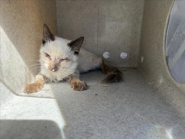 A young small-sized female Siamese cat named A for adoption in Woodland, CA