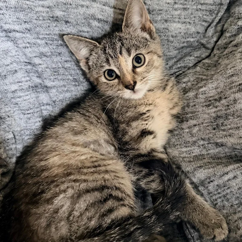 A baby small-sized female Gray / Blue / Silver Domestic Short Hair cat named Joffrey for adoption in Normal, IL