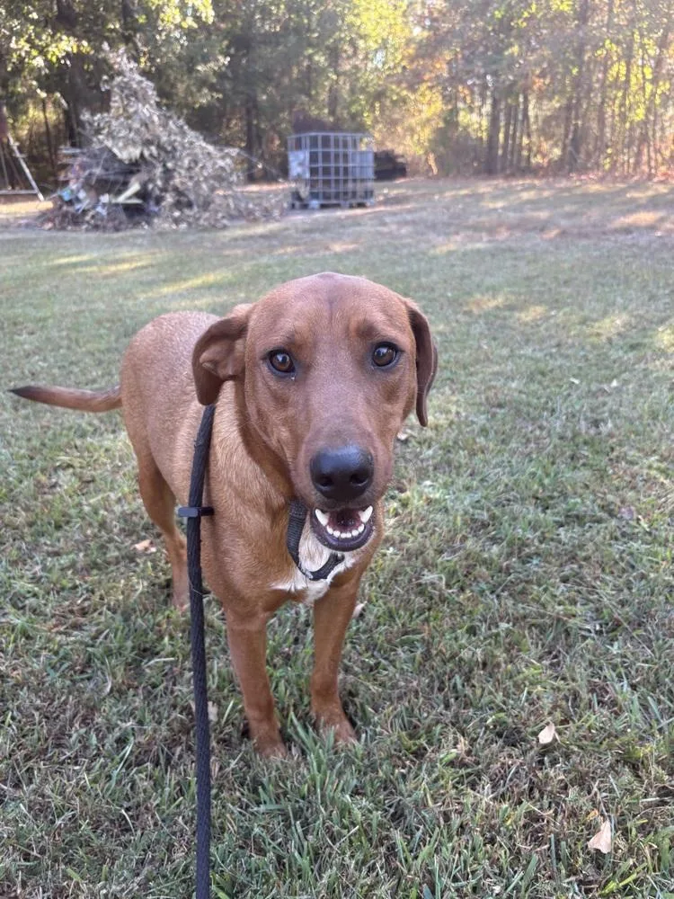 An adult large-sized male Mixed Breed dog named Scooter for adoption in Boston, MA
