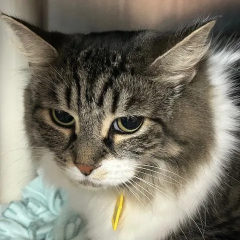 An adult large-sized female Gray / Blue / Silver Domestic Long Hair cat named Mars for adoption in Springfield, MA