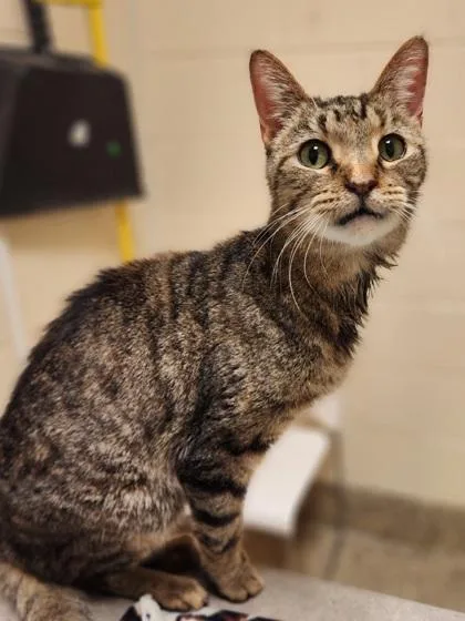 Tilly Bean thumbnail 3