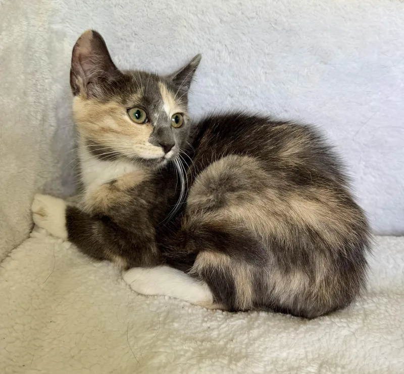 A baby medium-sized female Dilute Calico Domestic Short Hair cat named Zoe for adoption in Wayne, NJ