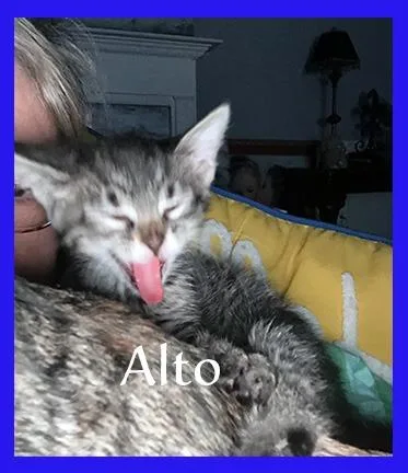 A baby medium-sized male Domestic Short Hair cat named Alto for adoption in Hoover , AL