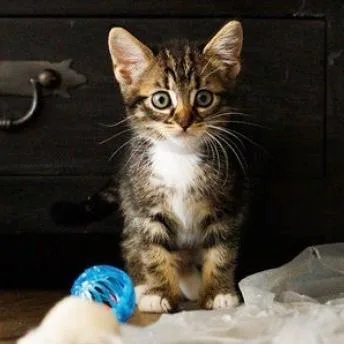 A baby small-sized female Black Domestic Medium Hair cat named Bubs for adoption in Pasadena, CA