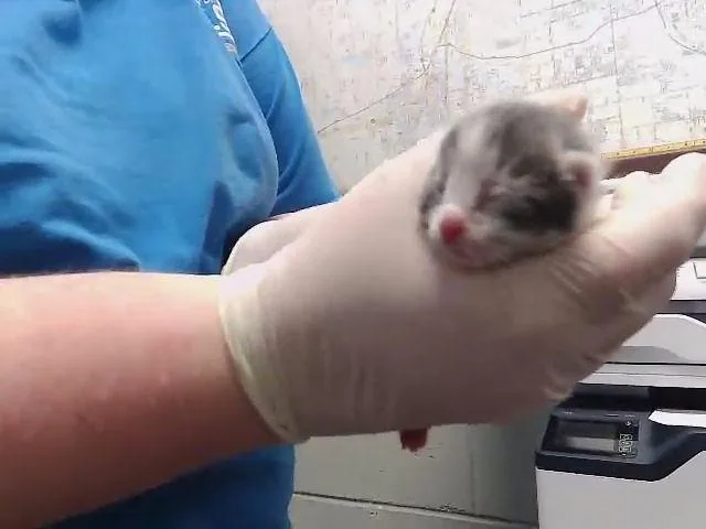 A baby small-sized female Domestic Short Hair cat named Bestie for adoption in Tulsa, OK