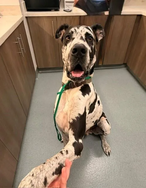 A young extra large-sized male Great Dane dog named Moose for adoption in Baytown, TX