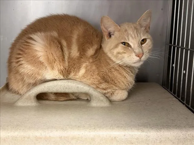 An adult medium-sized male Domestic Short Hair cat named A for adoption in Tulsa, OK