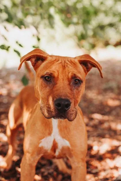 An adult medium-sized male American Staffordshire Terrier dog named A Fred McFly for adoption in North Charleston, SC