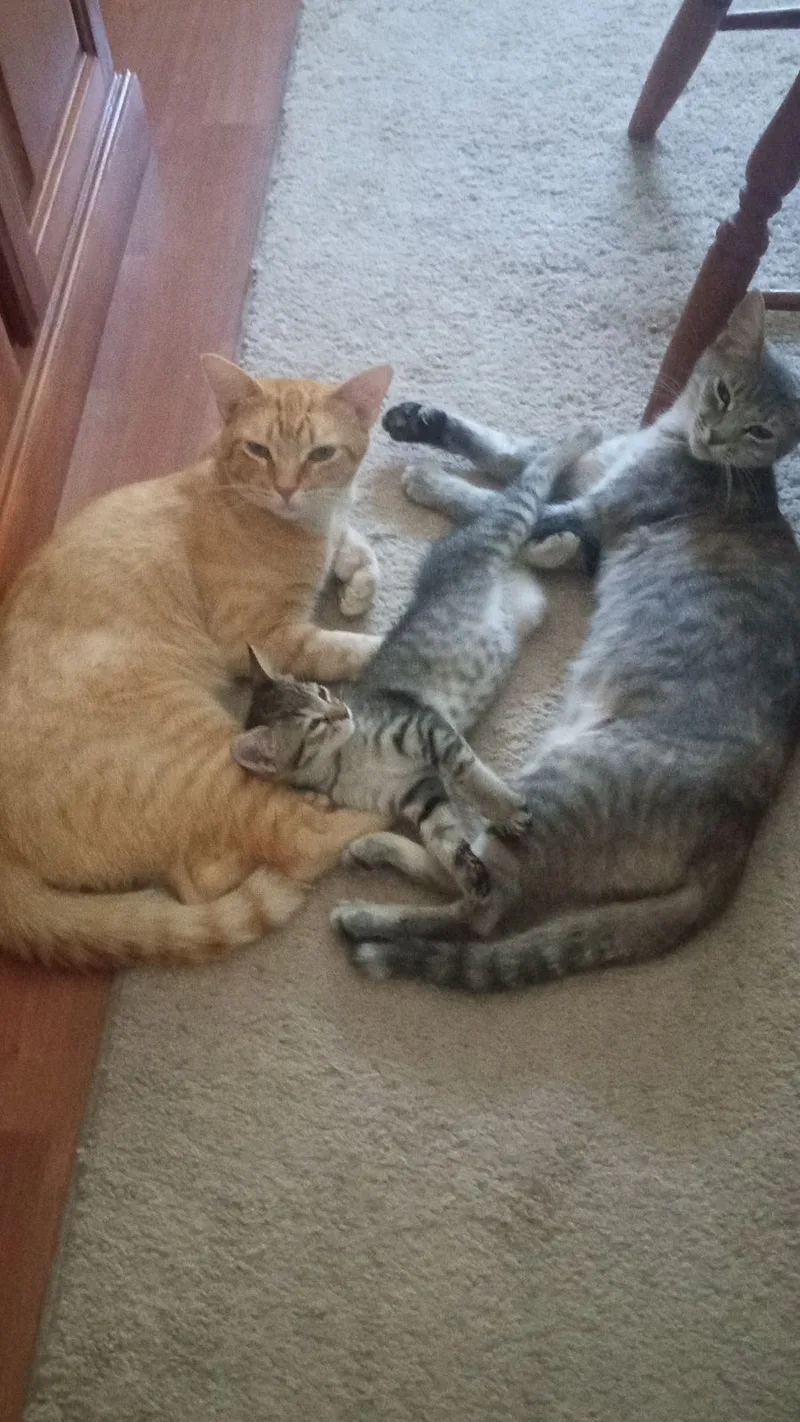A young medium-sized male Tabby (Orange / Red) American Shorthair cat named Orange Tiger Poly!! Polydactyly! for adoption in Manhattan Beach, CA