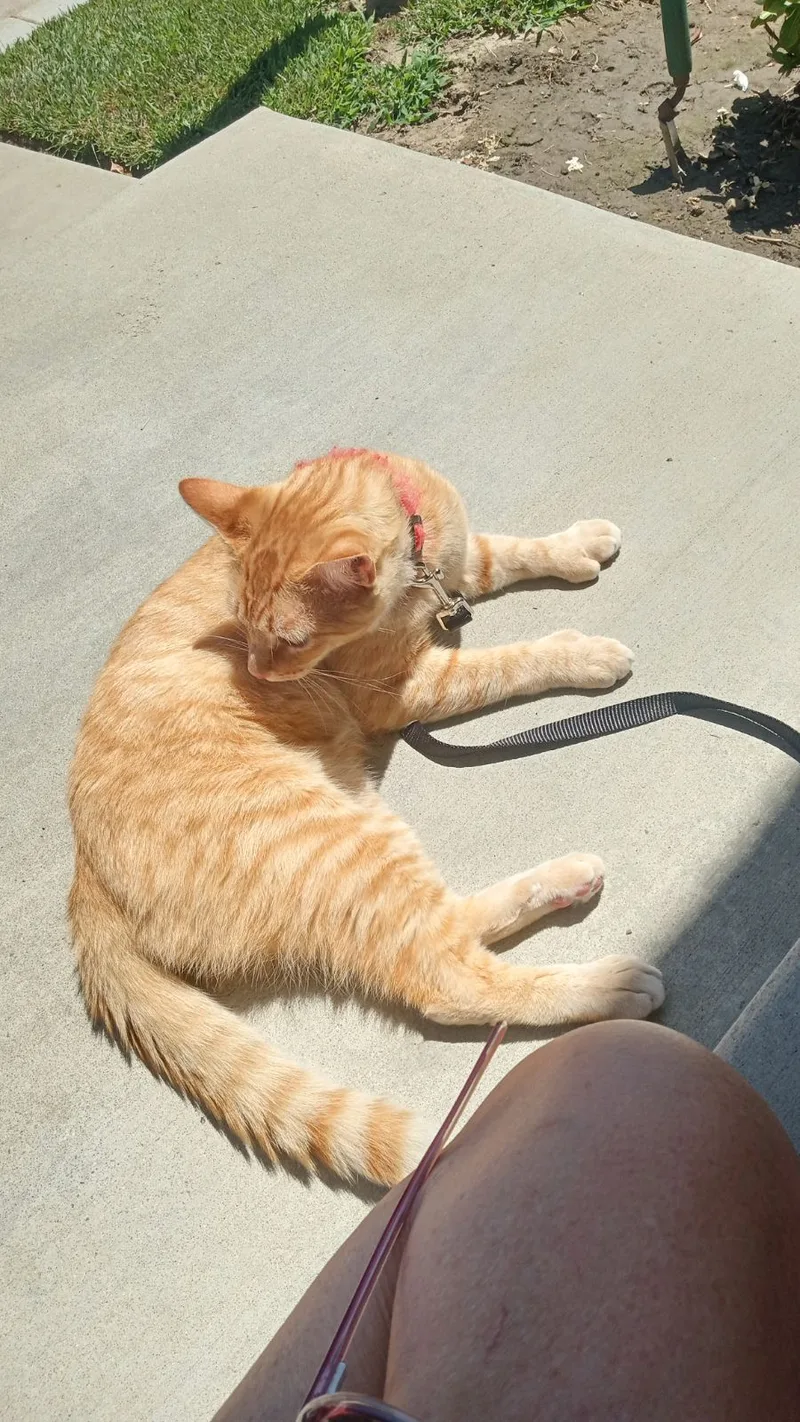 Orange Tiger Poly!! Polydactyly! thumbnail 4