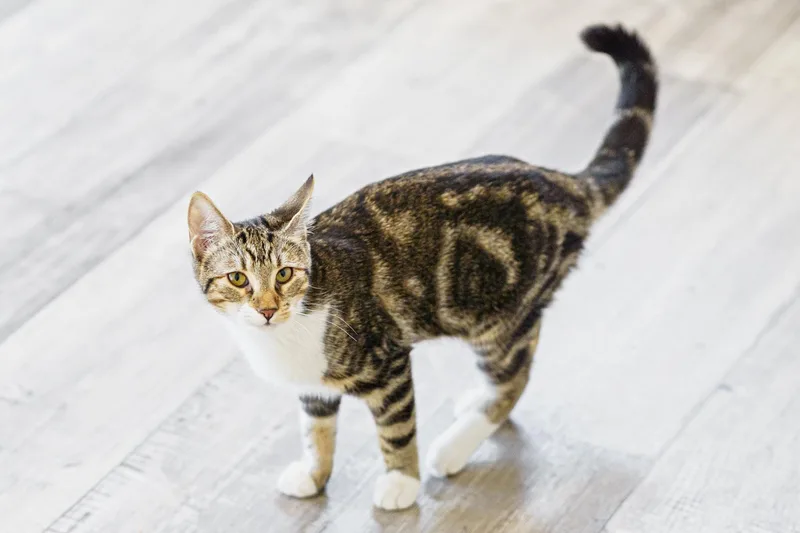 A young medium-sized female American Shorthair cat named Penny for adoption in LAMPASAS, TX