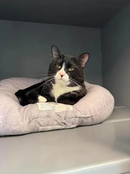 A young large-sized male Domestic Short Hair cat named Sombr for adoption in Aberdeen, SD