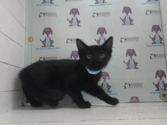 A baby small-sized female Domestic Short Hair cat named Marcy for adoption in Orlando, FL