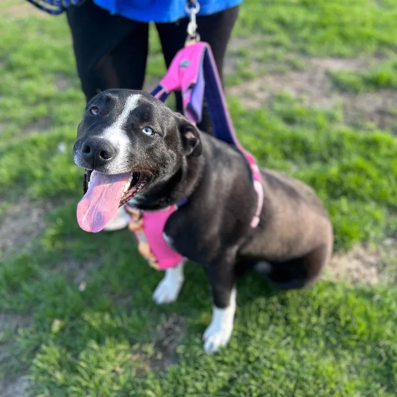 A young large-sized male Black Mixed Breed dog named Boss for adoption in Davenport, IA