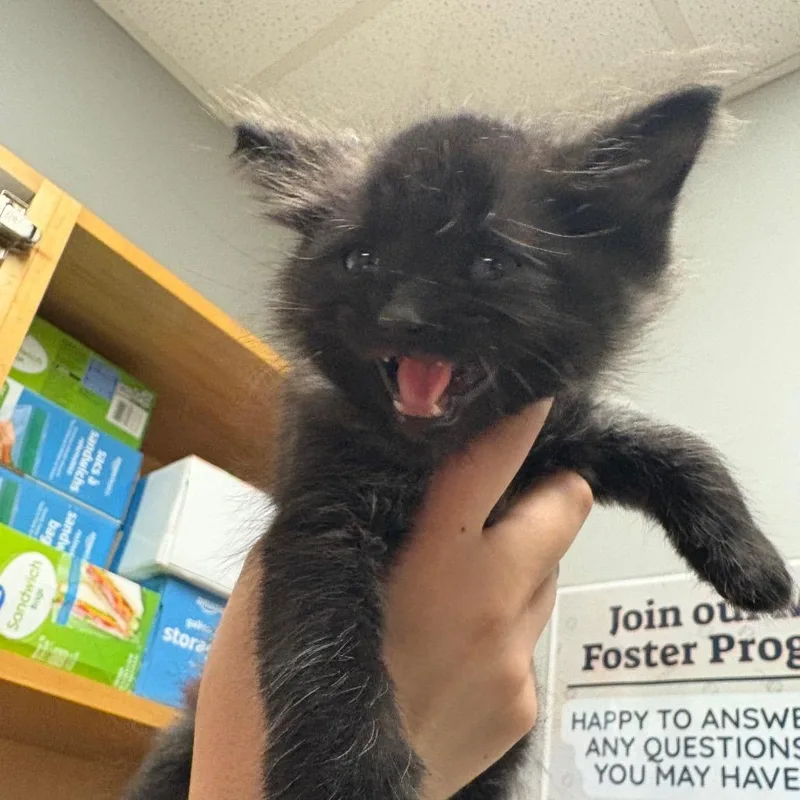 A baby small-sized male Domestic Medium Hair cat named Hex for adoption in Chattanooga, TN
