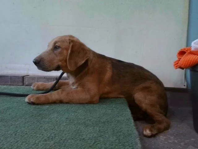 A baby large-sized female German Shepherd Dog dog named Meimei for adoption in Baldwin Park, CA