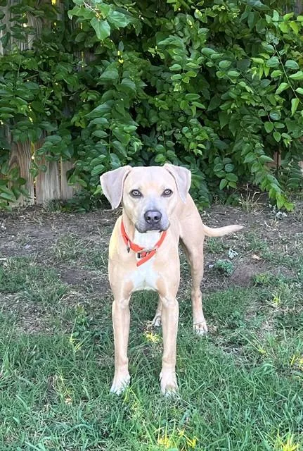 A young medium-sized male Pit Bull Terrier dog named Oliver for adoption in Oklahoma City, OK