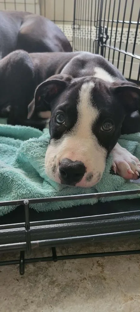 A baby small-sized male Tricolor (Brown, Black, & White) Mixed Breed dog named Jackson for adoption in Amherst, NY