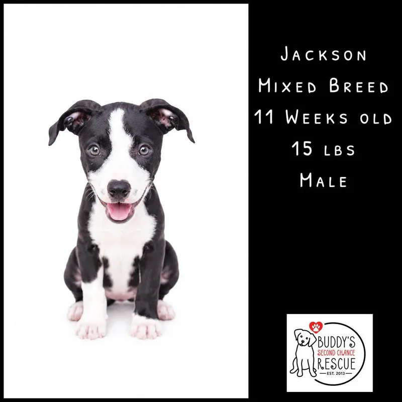 Jackson thumbnail 4