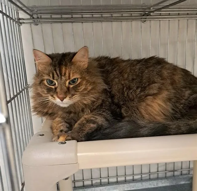 An adult large-sized female Domestic Long Hair cat named Gratsi for adoption in Easton, MD