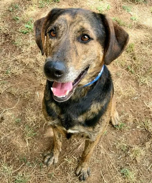 An adult large-sized male Plott Hound dog named Hudson for adoption in Sacramento, CA