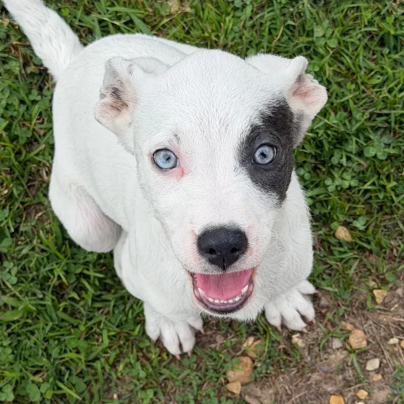 A baby small-sized female White / Cream Mixed Breed dog named Squeaky for adoption in Blairsville, GA