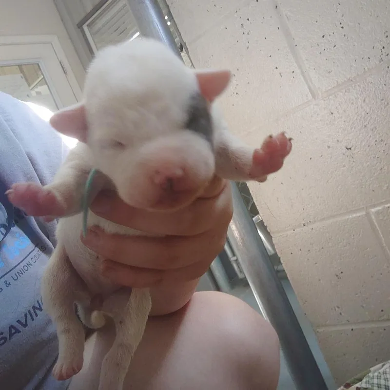 Squeaky thumbnail 4