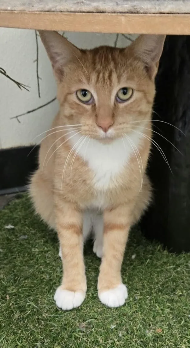 An adult large-sized male Domestic Short Hair cat named Mac for adoption in Larned, KS