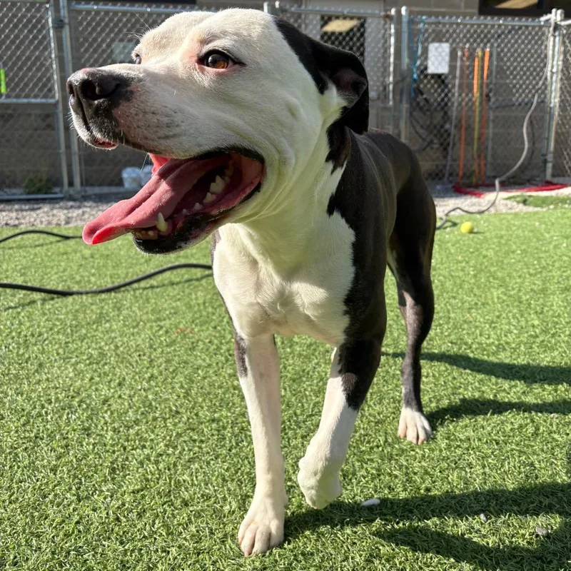An adult large-sized male Gray / Blue / Silver Mixed Breed dog named Moe for adoption in Batavia, OH