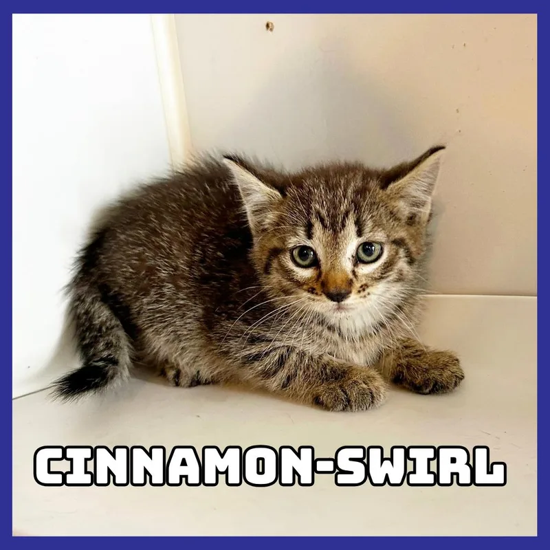 A baby small-sized female Domestic Short Hair cat named CinnamonSwirl for adoption in Glenwood, MN