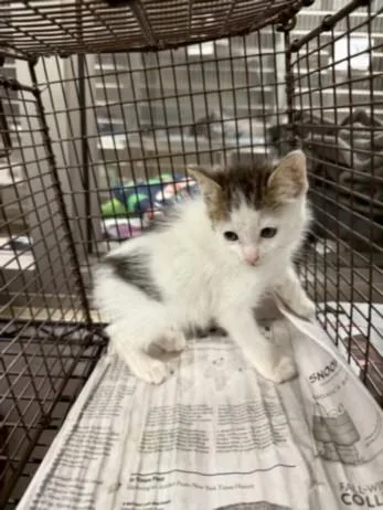 A baby small-sized male Domestic Short Hair cat named James for adoption in Van Nuys, CA