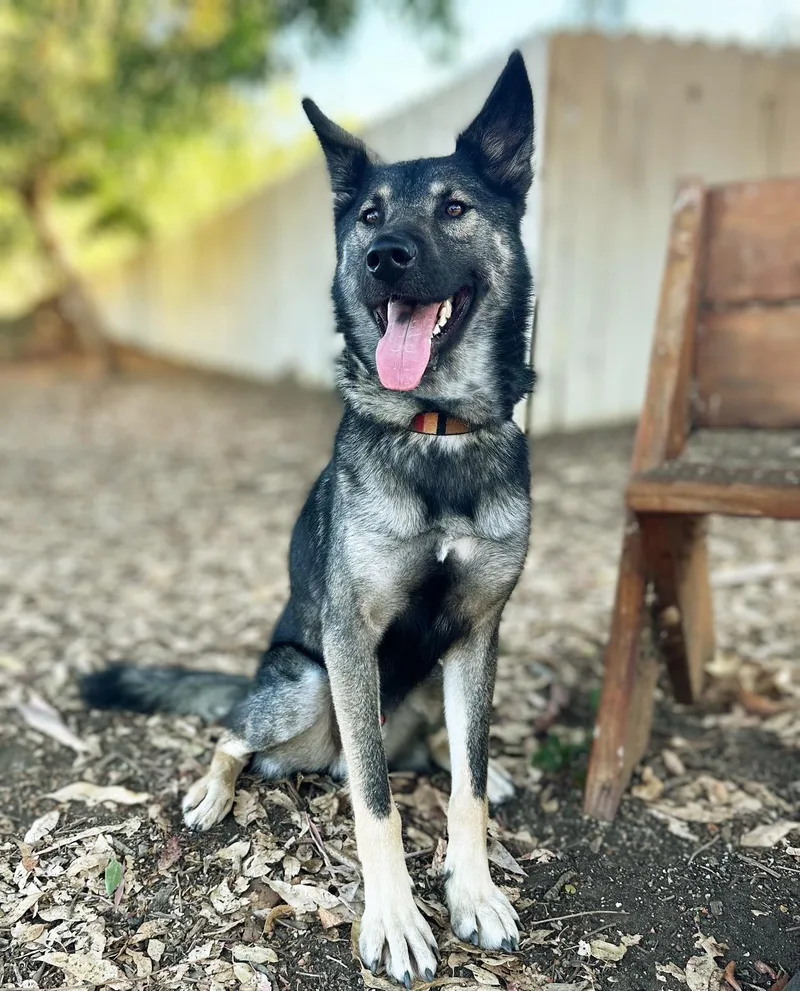 An adult large-sized male Black German Shepherd Dog dog named Dylan for adoption in San Diego, CA