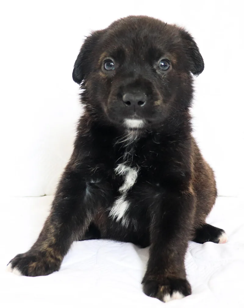 A baby medium-sized male Brindle German Shepherd Dog dog named Charlie for adoption in Saint Paul, MN