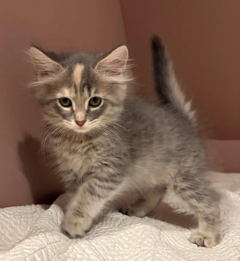 A baby medium-sized female Domestic Medium Hair cat named Whimsy for adoption in Rootstown, OH