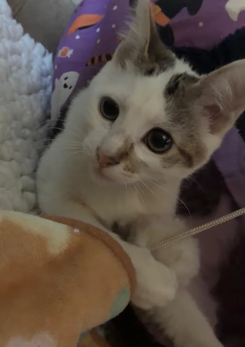 A baby medium-sized female White Domestic Short Hair cat named Minnie Jenny for adoption in Davis, CA