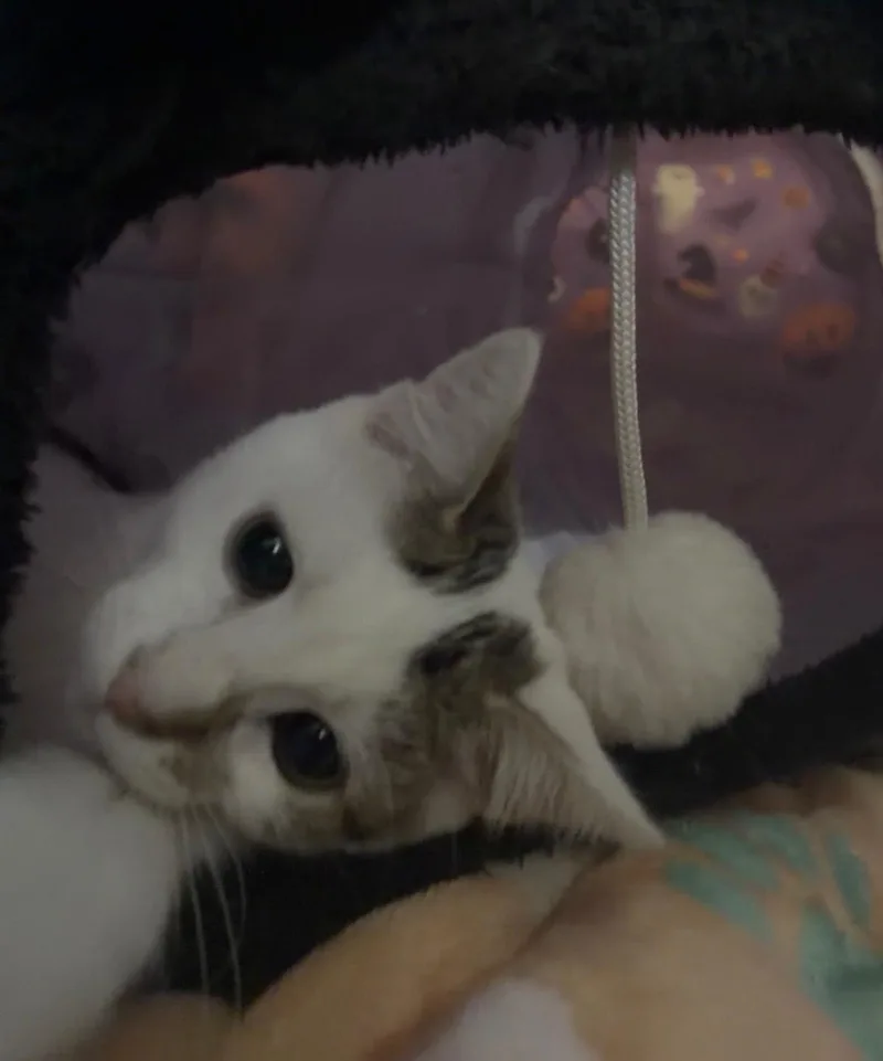 Minnie Jenny thumbnail 2