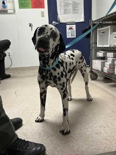 An adult large-sized male Dalmatian dog named Bruno for adoption in Bakersfield, CA