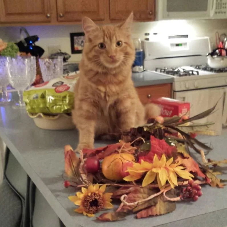 A senior small-sized male Orange / Red Domestic Short Hair cat named Tobias  Home To for adoption in South Elgin, IL