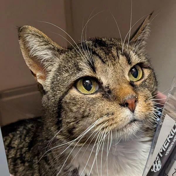 A senior medium-sized male Domestic Short Hair cat named Kiddy for adoption in Des Moines, IA