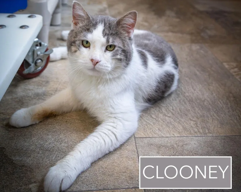 Clooneyc thumbnail 2