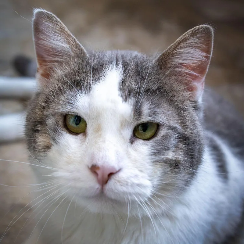 Clooneyc thumbnail 3