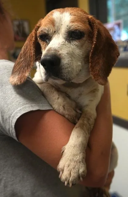 An adult small-sized female Beagle dog named Darla for adoption in Bowling Green, KY