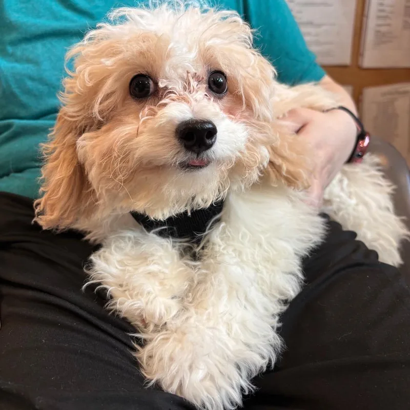 A baby small-sized female White / Cream Bichon Frise dog named Biscuit for adoption in Quakertown, PA