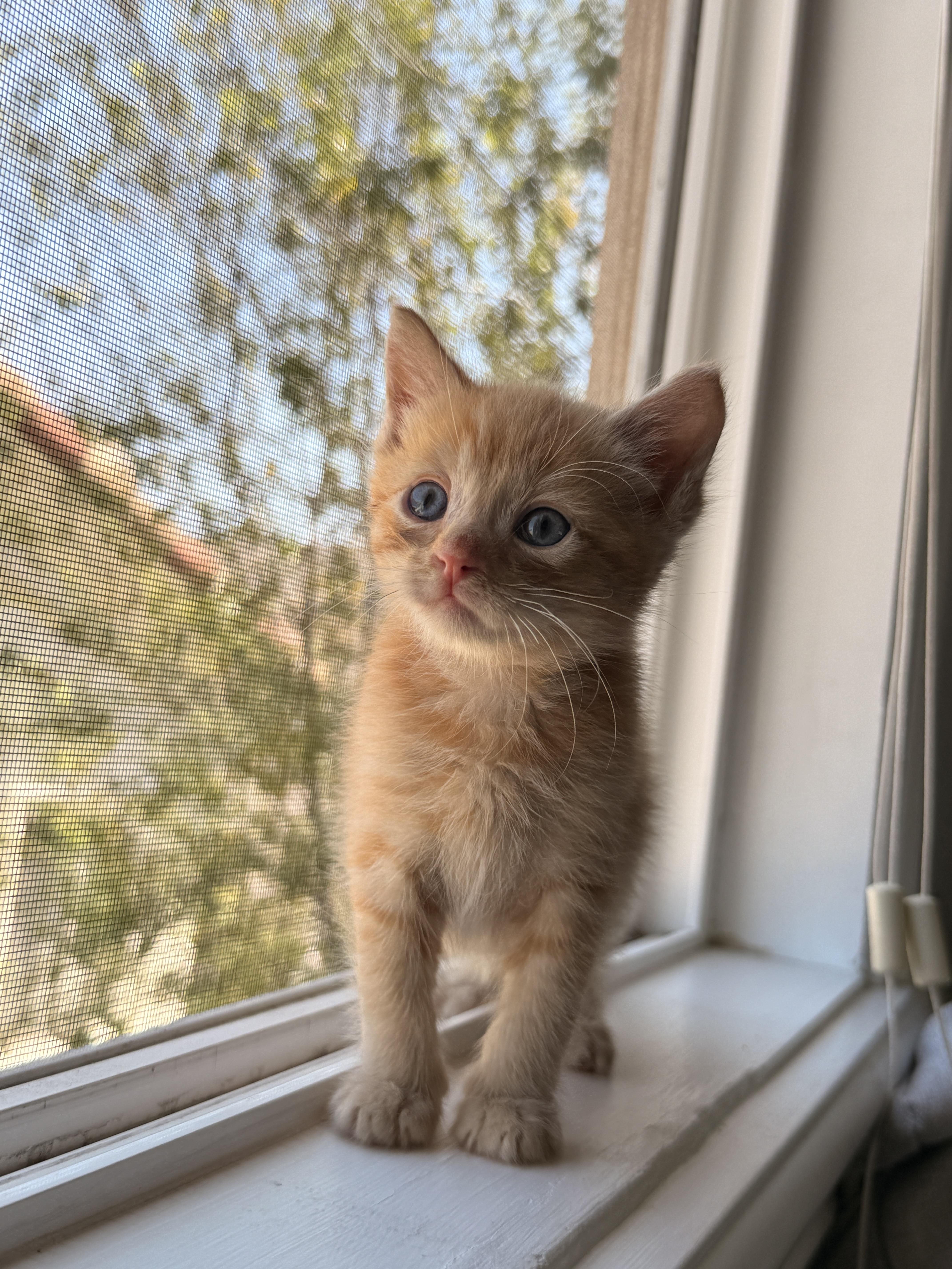 A baby small-sized male Domestic Short Hair cat named Clementine for adoption in Long Beach, CA