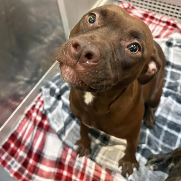A young large-sized female American Staffordshire Terrier dog named Red for adoption in Des Moines, IA